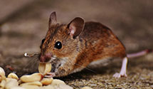 24 Hour & Emergency Exterminators in Farmerstown, OH